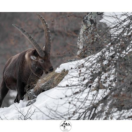 Appartamento Lo Bou Valsavarenche Eksteriør billede
